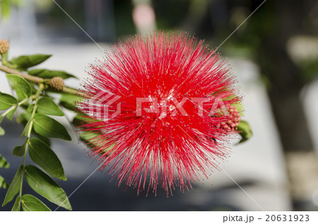 オオベニゴウカン 20631923