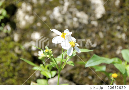 タチアワユキセンダングサ 20632029