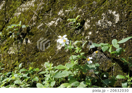 苔の生えた石垣のタチアワユキセンダングサ 20632030