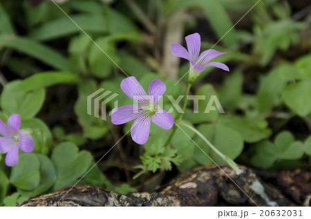 ムラサキカタバミ 20632031