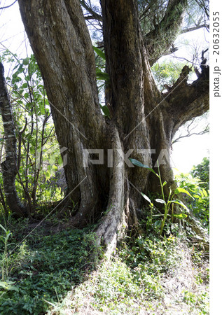 モクマオウの板根 20632055