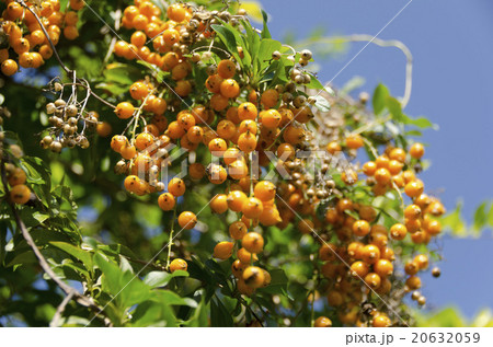 タイワンレンギョウの実 20632059