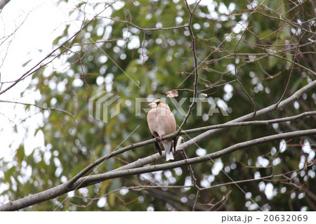 シメ　スズメ目アトリ科シメ属 20632069