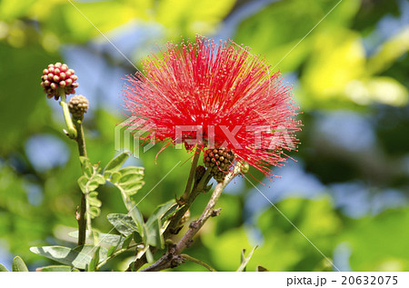 オオベニゴウカン 20632075