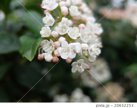 満開（ビバーナム・ティヌス） 20632253