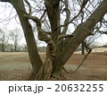 公園の木 20632255