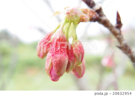 寒緋桜のつぼみ 20632954
