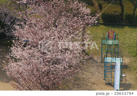 桜 桜 20633794
