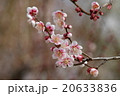 梅 20633836