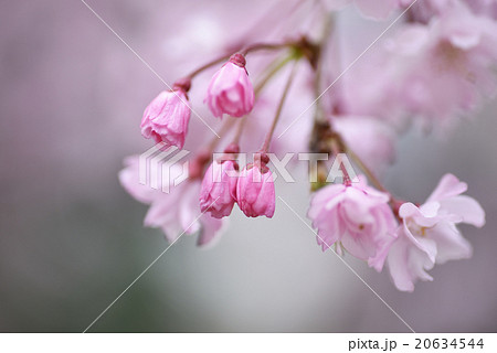 しだれ桜のつぼみ の写真素材