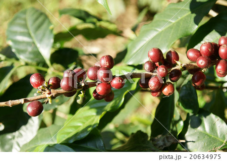 Coffee beans on a tree in Chiangmai Thailand 20634975