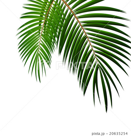 Palm Leaf on White Background with Place for Your 20635254