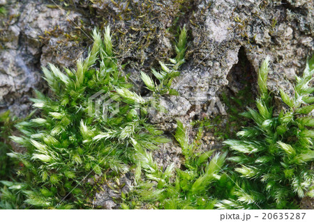 fluffy green moss on the bark fluffy green moss on the bark 20635287
