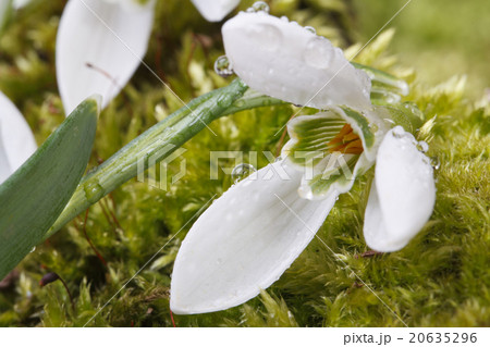 Snowdrop with drops of dew on a green moss 20635296
