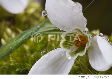 Snowdrop with drops of dew macro. 20635297