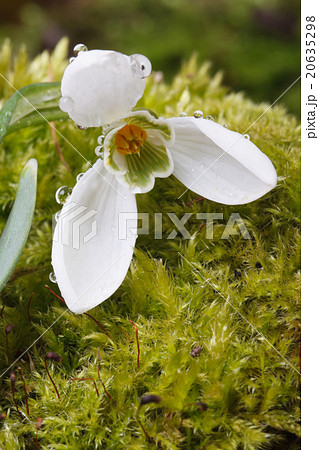 Snowdrop with drops of dew closeup. vertical 20635298