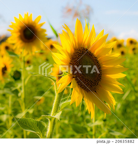 Sunflower in a field 20635882