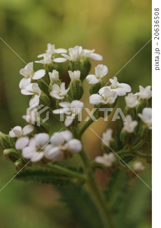 8月のノコギリソウ 20636508