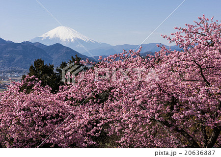 河津桜が咲き誇る西平畑公園 河津桜が咲き誇る西平畑公園 20636887