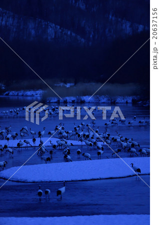 タンチョウのねぐら入り タンチョウのねぐら入り 20637156