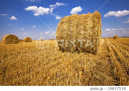 agriculture agriculture 20637538