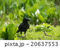 カラス 20637553
