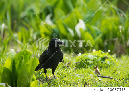 カラス 20637553