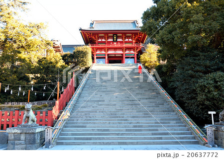 早朝鶴岡八幡宮の石段を上る巫女の写真素材