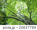 樹木/木漏れ日 20637789