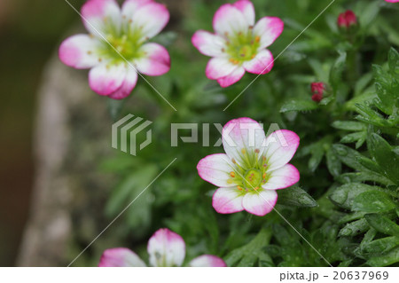 クモマソウの花と雨雫 クモマソウの花と雨雫 20637969