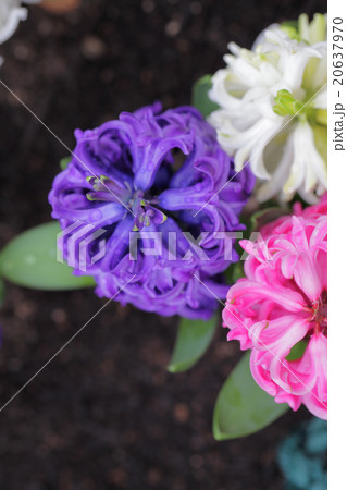 ヒヤシンス紫花と雨雫 ヒヤシンス紫花と雨雫 20637970