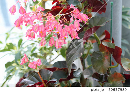キダチベゴニアの花 20637989