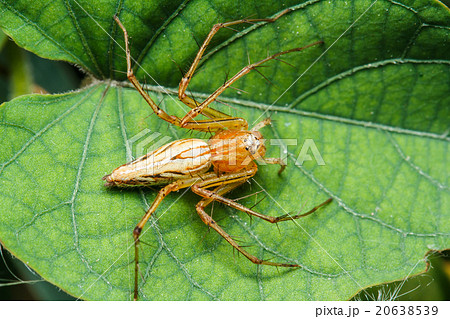 Jumping spider on green leaf 20638539