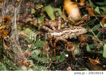 Wolf spider is resting on the net 20638918