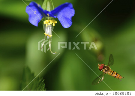 つゆくさとあぶ 20639205