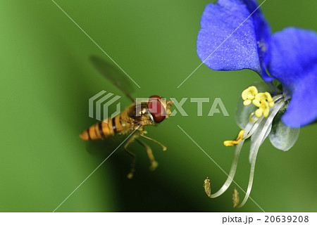 つゆくさとあぶ 20639208