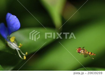 つゆくさとあぶ 20639209