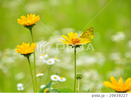 黄色い花に黄色い蝶の写真素材