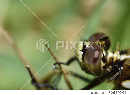 複眼 複眼 20639241