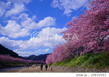 満開の河津桜の下、散歩する家族 満開の河津桜の下、散歩する家族 20639263
