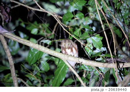 ジャワスズメフクロウ 20639440