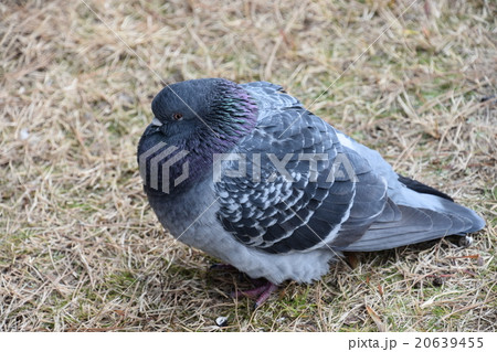 寒さをこらえる鳩 寒さをこらえる鳩 20639455