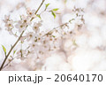桜 20640170