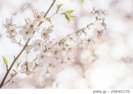 桜 20640170