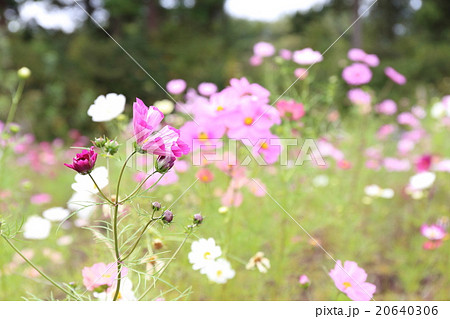 コスモス畑 20640306