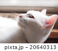 白猫 20640313