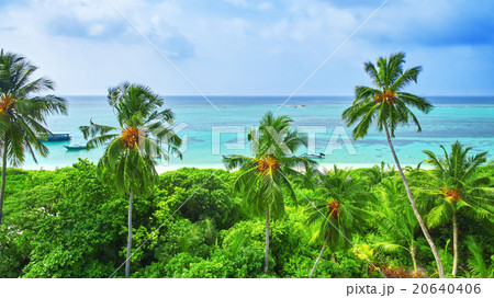 Shoreline of a tropical island in the Maldives  20640406