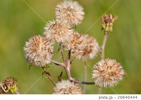 ツワブキの綿毛 20640444