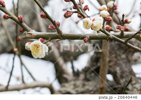 白梅の花１ 20640446