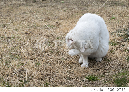 顔を洗う白猫（飼い猫） 20640732